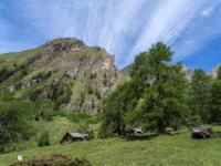 Lärchen bei der Hoaz Alm im Ködnitztal mit Figerhorn Kamm
